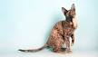 Devon Rex Cat Breed Information, Pictures, Characteristics ...
