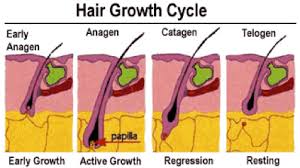 Episiva Structure Biology Hairs