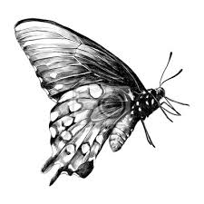 Tatouage art guerrier tête et fleurs main dessin et. Papillon Croquis Vecteur Graphique Dessin Noir Et Blanc Peintures Murales Tableaux Belle Ailier Papillon De Nuit Myloview Fr
