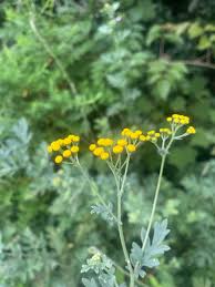 Image result for Schistostephium crataegifolium