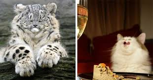 Cat with christmas hat cat santa pet cookies christmas dog funny cat christmas cats christmas dog cat christmas winter cat and dog in snow christmas background cat dogs cats funny. I Can Has Cheezburger Small Faces Funny Animals Online Cheezburger