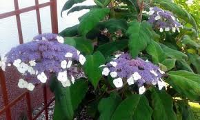 Hortensja kosmata, hortensja omszona (hydrangea aspera), swoją nazwę zawdzięcza dużym omszonym liściom, wśród których kwitną efektowne kwiaty, osiągające do 25 cm średnicy. Hortensja Omszona Miekkowlosa Aspera Piekna Duza 7419340959 Oficjalne Archiwum Allegro