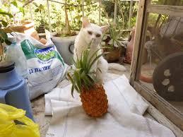 11 Things You Should Know About Can Cats Eat Pineapple