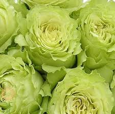 Maybe you would like to learn more about one of these? Green Lemonade Roses Green Lemonade Diy Wedding Flowers Wholesale Flowers
