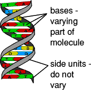DNA Model - BIOLOGY JUNCTION