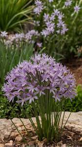 Image result for Tulbaghia sp. cf. violacea