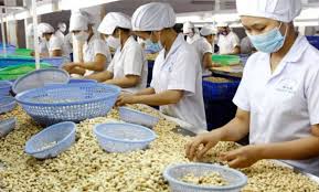Vietnam Cashew Nut Processing Industry