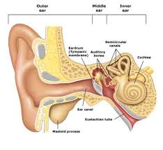Bppv occurs due to problems in the heavy calcium particles. Chiropractorspain Balance Vertigo