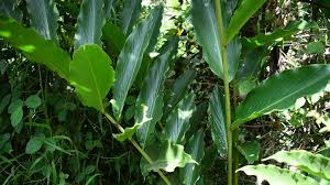 Image result for Thomandersia hensii