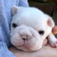 Lollipop kennels has olde english puppies want the look of an english bulldog? French Bulldog Puppy Texas Home Facebook
