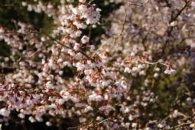 Check spelling or type a new query. Dwarf Fuji Cherry Trees Japan Cherry Blossoms