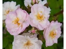 Herrliche, öfterblühende ramblerrose mit perennial blush. Perennial Blush