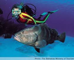 Diving In The Bahamas Scuba Diving Diving Scuba Diving Gear