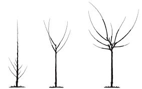 Maybe you would like to learn more about one of these? Successful Fruit Trees
