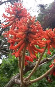 Image result for Erythrina abyssinica
