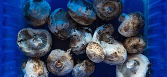 On the opposite end of the spectrum, some mushrooms dry out when they're spoiled rather than become slimy. 10 Ways How To Tell If Mushrooms Are Bad Umm