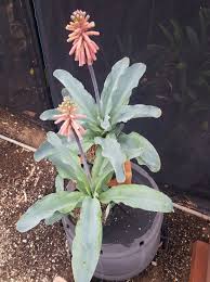 Image result for Lobelia welwitschii
