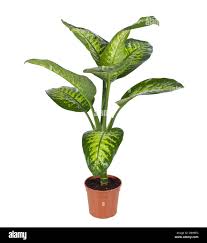 Image result for beautiful dieffenbachia