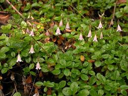 Image result for Linnaea borealis