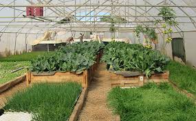Scaling Up Aquaponics