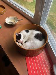 Cat Nap In A Hat Box Mr Mugatu Cat Nap Mixing Bowl Nap