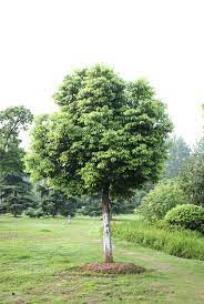 Boldo is officially listed as phytotherapic plant as cholagogue and choleretic, for treatment of mild dyspepsia in brazilian pharmacopoeia. Caring For Camphor Tree How To Grow Camphor Trees In The Landscape