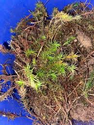 Image result for Mayacaceae