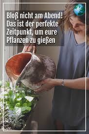 Pflanzen Bei Hitze Giessen Bloss Nicht Am Abend Video Pflanzen Garten Blumen Pflanzen