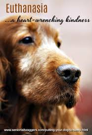 The costs for pet euthanasia vary. Putting Your Dog To Sleep A Heart Wrenching Kindness