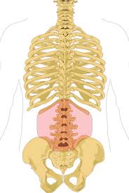 It is located in the right iliac fossa. Low Back Pain Wikiwand