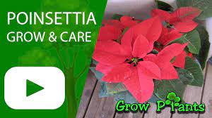 Poinsettia Grow Care Euphorbia Pulcherrima Also As Houseplant Harvest And Eat Plant Information Climate Hardin Poinsettia Plant Plants Plant Sale