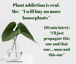 Pin On Indoor Plants