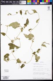 Image result for Tragia lasiophylla