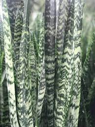 Sansevieria Wintergreen Farm Life Tropical Foliage Plants Sansevieria Foliage Plants