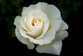 Everything You Need To Know About The White Rose