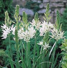 Image result for Lankesteria alba