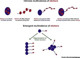 The complete set of all the organism's dna. Making The Case For Disordered Proteins And Biomolecular Condensates In Bacteria Trends In Biochemical Sciences