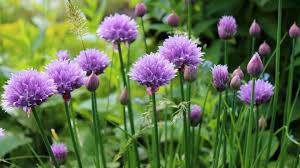 Select an area in the garden that receives full sun where the soil drains well, loosen the soil to a depth of 12 in. Chives Planting Growing And Harvesting Chive Plants The Old Farmer S Almanac