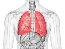 Heart, lung, diaphragm and ribs location in this image, you will find heart, lung, diaphragm and. Human Lungs Stock Photos Royalty Free Images Focused