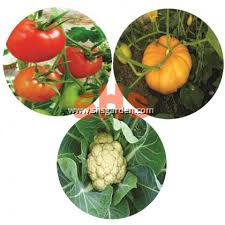 Perbedaan keduanya terletak pada sistem penanamannya. Baba Melon Vegetable Fertilizer Organic 426 Baja Organik Untuk Melon Sayuran 400g 1kg Shs Kebun