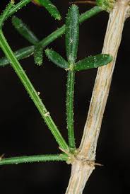 Image result for Fagonia isotricha