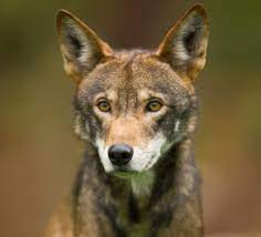 Mysterious Texas Canines Have Ghost Dna Of Red Wolves Red Wolf Canine Baby Wolves