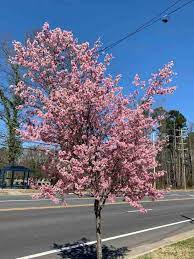 Maybe you would like to learn more about one of these? Where To View Cherry Blossoms In The Charlotte Area Charlotte On The Cheap