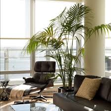 You'll always have fresh ingredients to cook with and the plants will also look great in the room contributing to the overall welcoming décor. 10 Beautiful Indoor House Plants Ideas