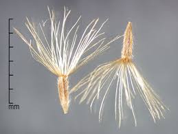 Image result for Tridax