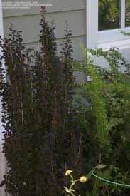 Helmond pillar barberry is a narrow columnar branching deciduous shrub valued for its vibrant foliage that grows full to the ground. Plantfiles Pictures Berberis Japanese Barberry Helmond Pillar Berberis Thunbergii By Cheesehead118