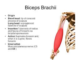Biceps Brachii Origin And Insertion Google Search Anatomy Education Biceps Brachii Muscle Anatomy