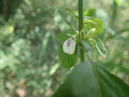 Image result for Justicia striata