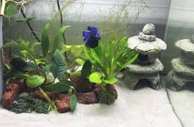 Bettabigboi Betta Aquarium Setup With White Sand Betta Fish Tank Betta Fish Care Betta Aquarium