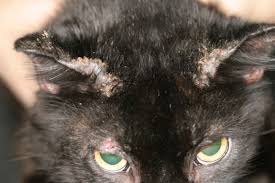 Image result for Trombicula autumnalis